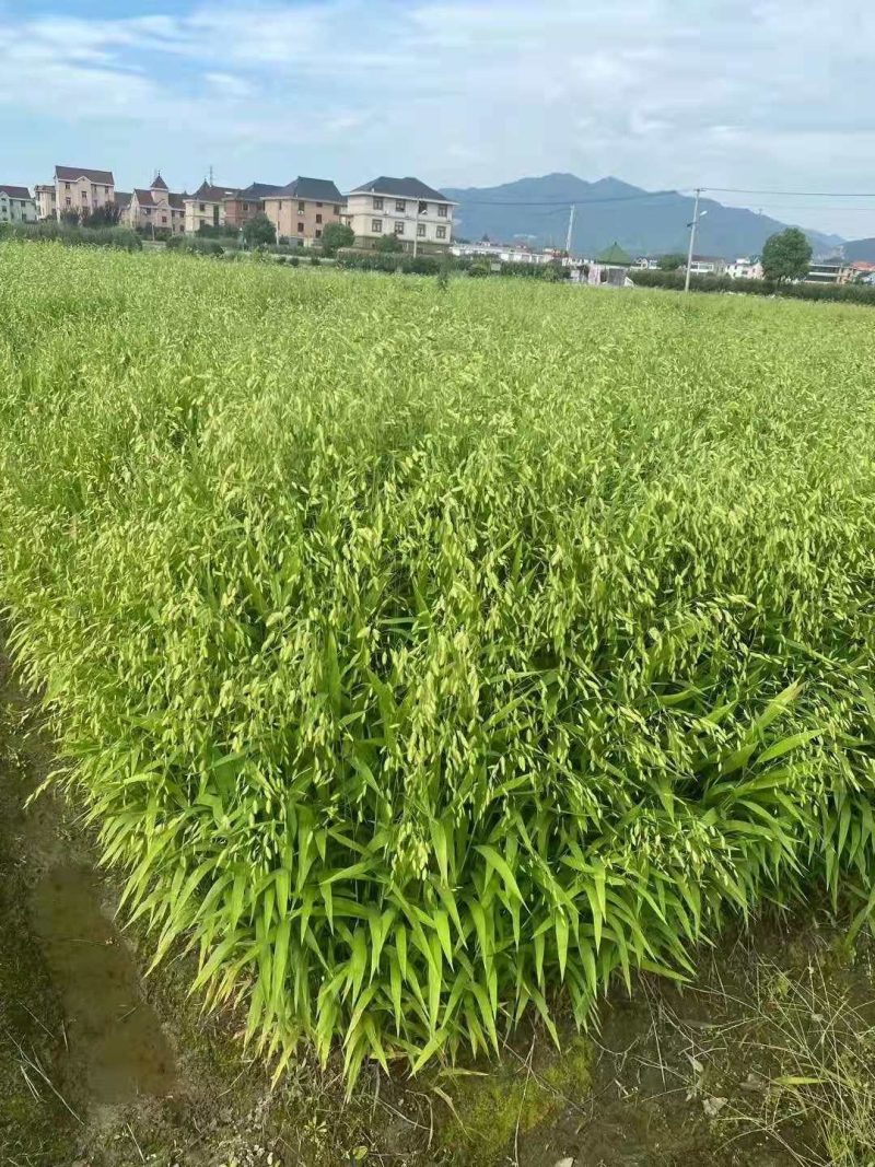 小盼草种苗种植基地自产自销浙江小盼草批发价格