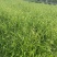 小盼草种苗种植基地自产自销浙江小盼草批发价格
