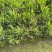 小盼草种苗种植基地自产自销浙江小盼草批发价格