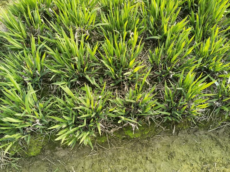 小盼草种苗种植基地自产自销浙江小盼草批发价格