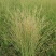 柳枝稷种植基地浙江柳枝稷批发价格佳颖园艺