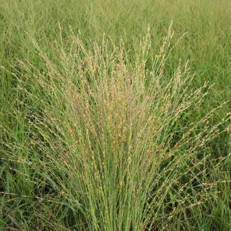 柳枝稷种植基地浙江柳枝稷批发价格佳颖园艺