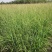 柳枝稷种植基地浙江柳枝稷批发价格佳颖园艺