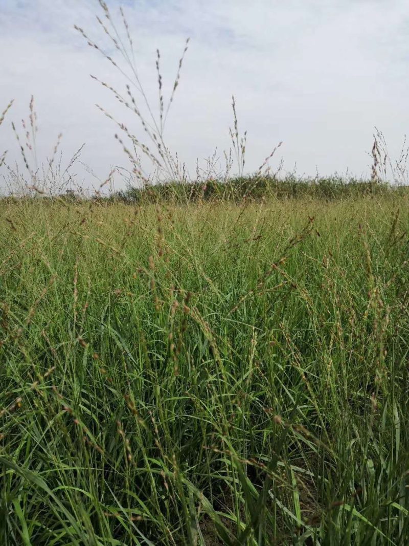 柳枝稷种植基地浙江柳枝稷批发价格佳颖园艺