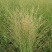 柳枝稷种植基地浙江柳枝稷批发价格佳颖园艺