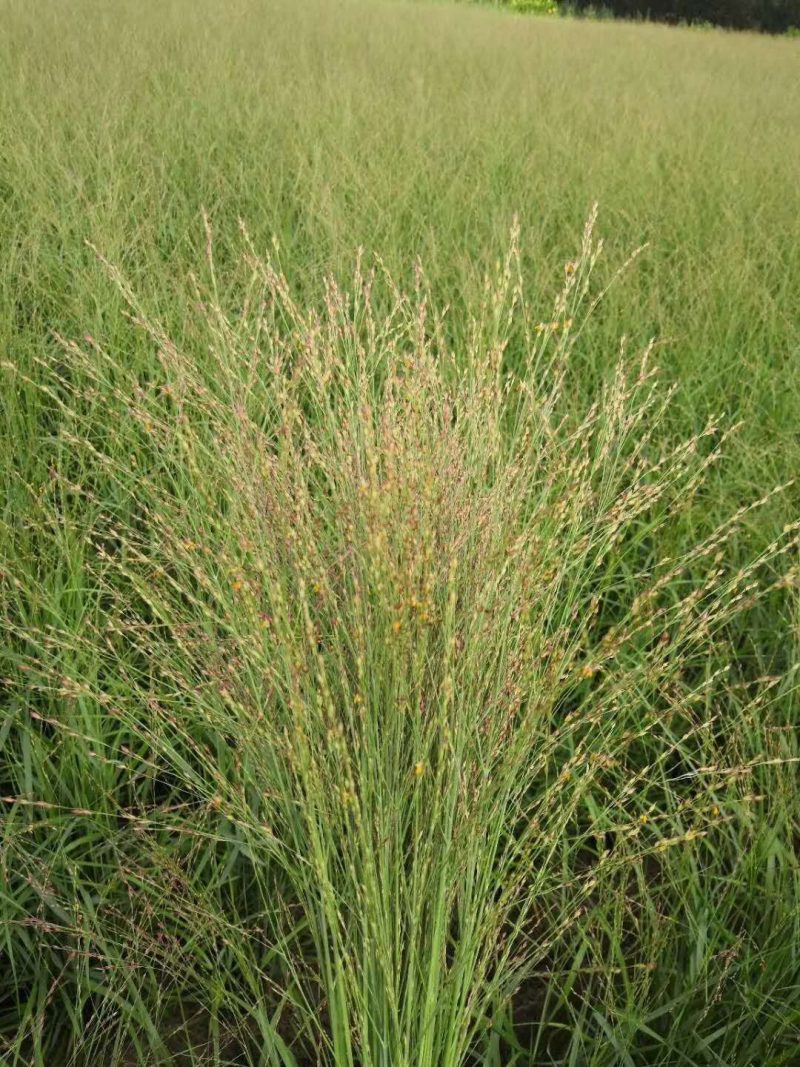 柳枝稷种植基地浙江柳枝稷批发价格佳颖园艺
