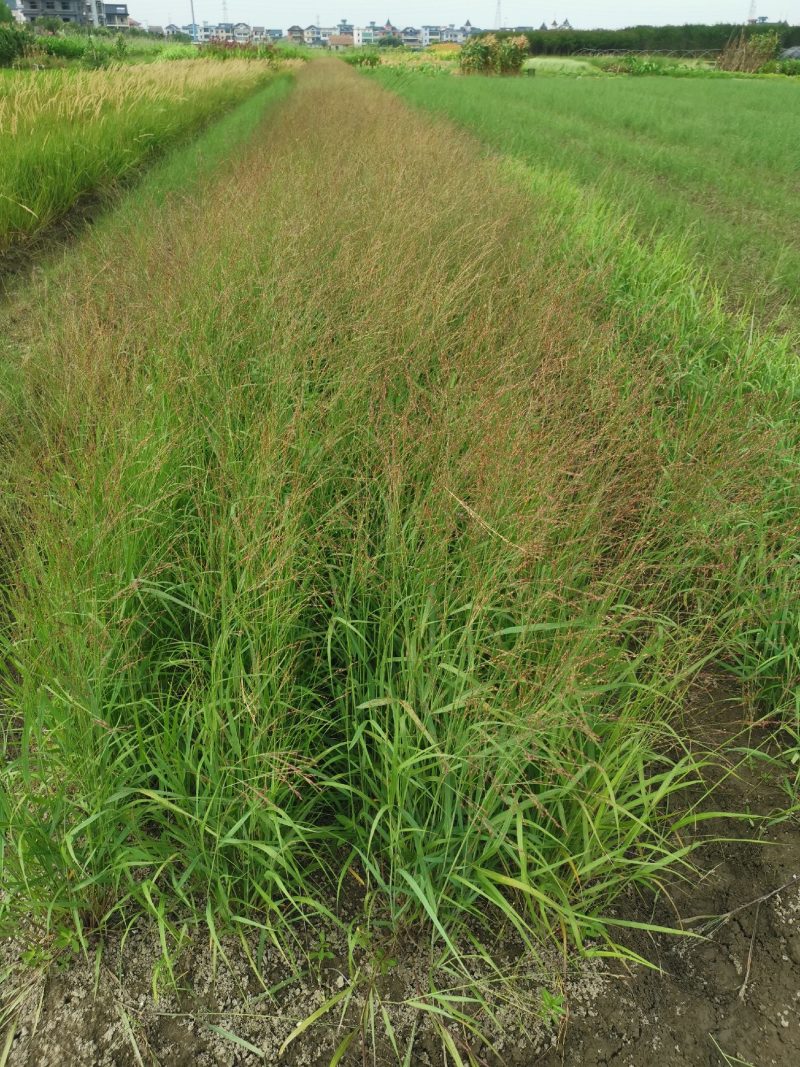 柳枝稷种植基地浙江柳枝稷批发价格佳颖园艺