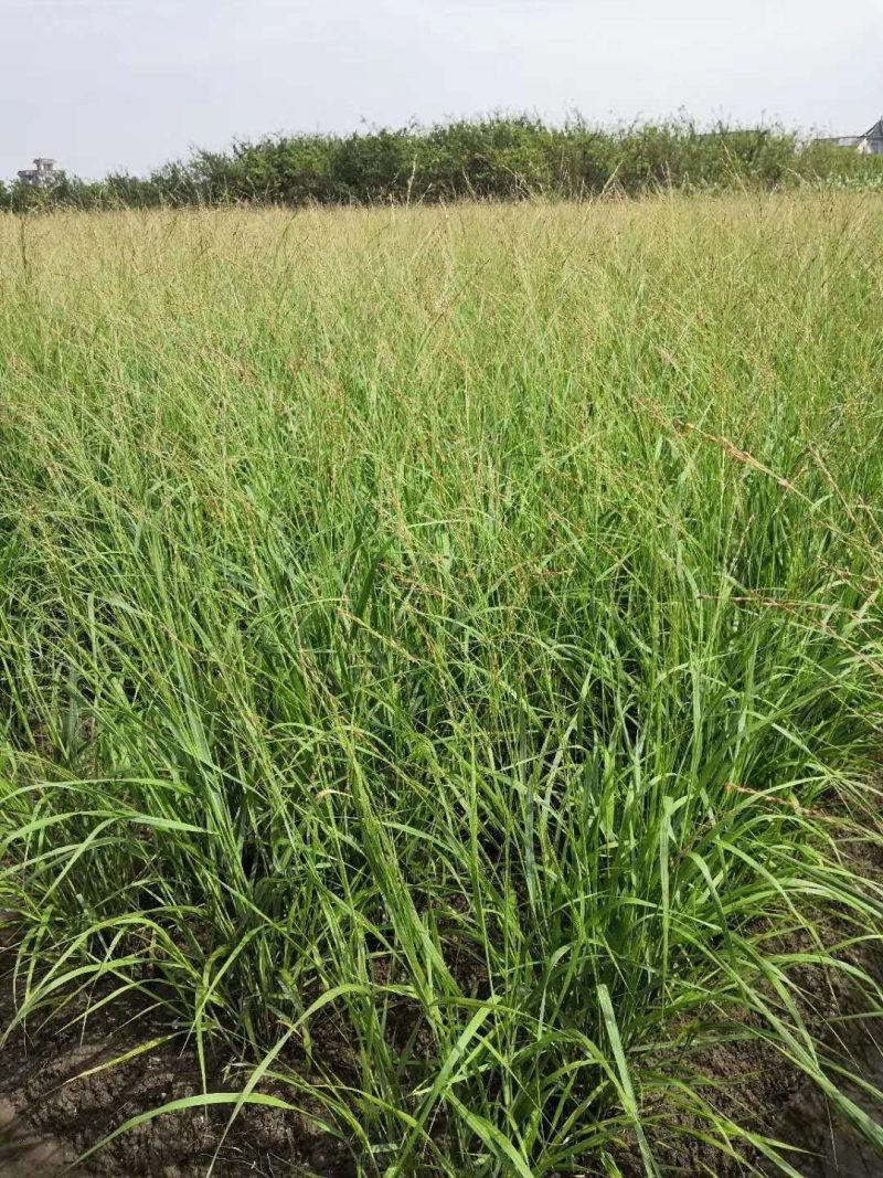 柳枝稷种植基地浙江柳枝稷批发价格佳颖园艺