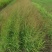 柳枝稷种植基地浙江柳枝稷批发价格佳颖园艺