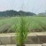 柳枝稷种植基地浙江柳枝稷批发价格佳颖园艺