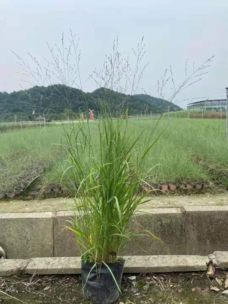柳枝稷种植基地浙江柳枝稷批发价格佳颖园艺