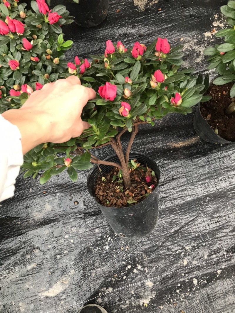 180梅红独杆单颗带花苞基地批发精品A货档口电商货