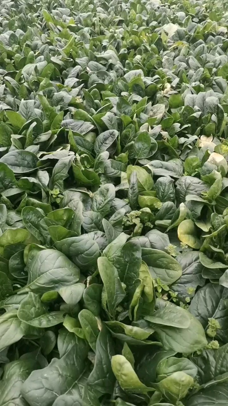 大叶菠菜