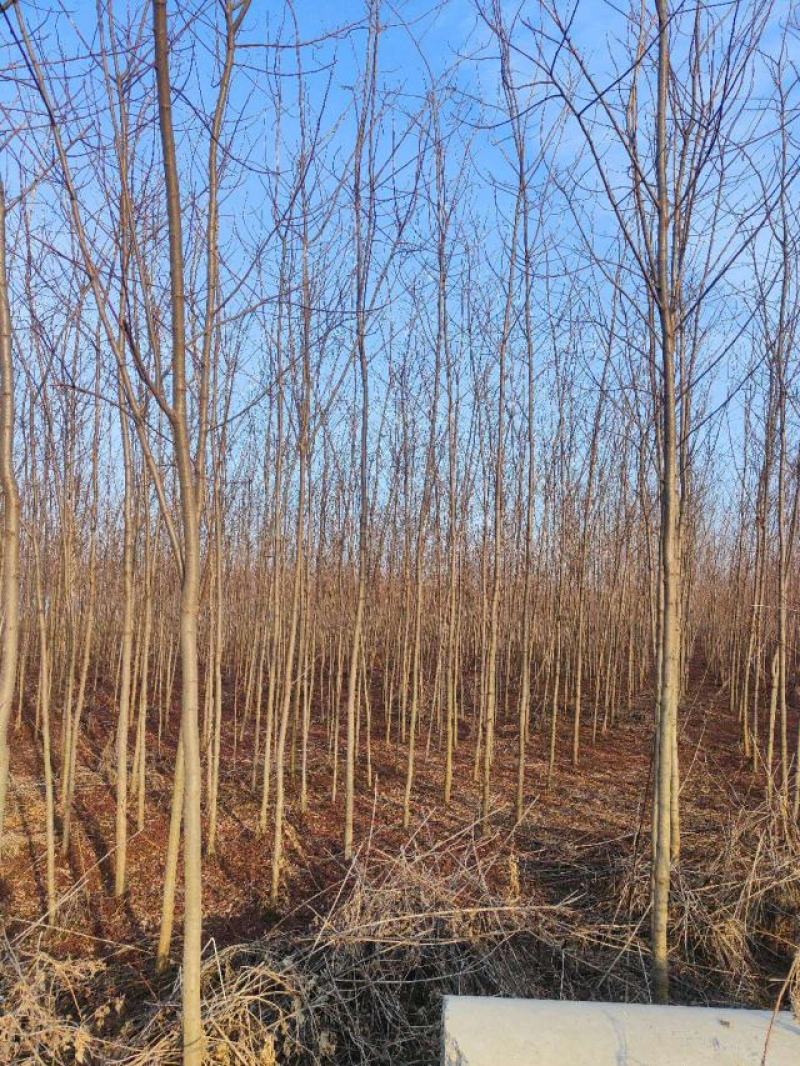 5公分刺槐，洋槐10公分清地出售，货源充足荒山造林储备林