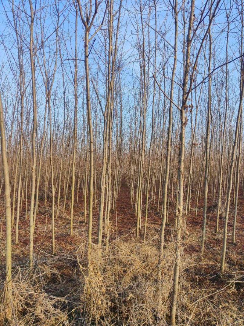 5公分刺槐，洋槐10公分清地出售，货源充足荒山造林储备林