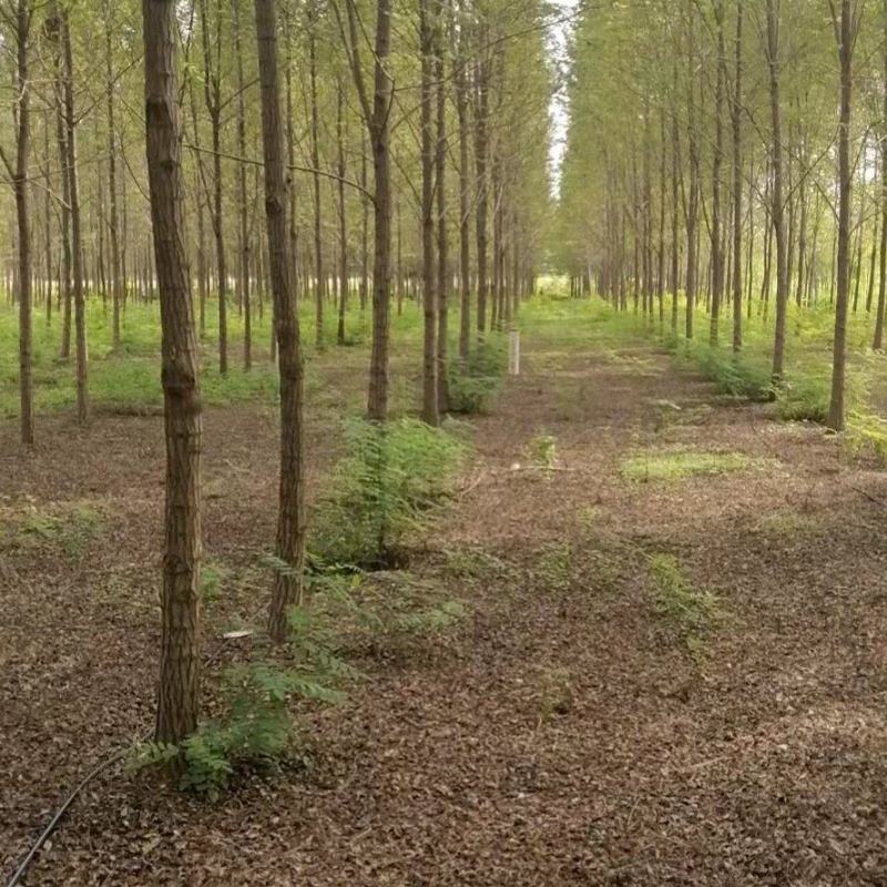 5公分刺槐，洋槐10公分清地出售，货源充足荒山造林储备林