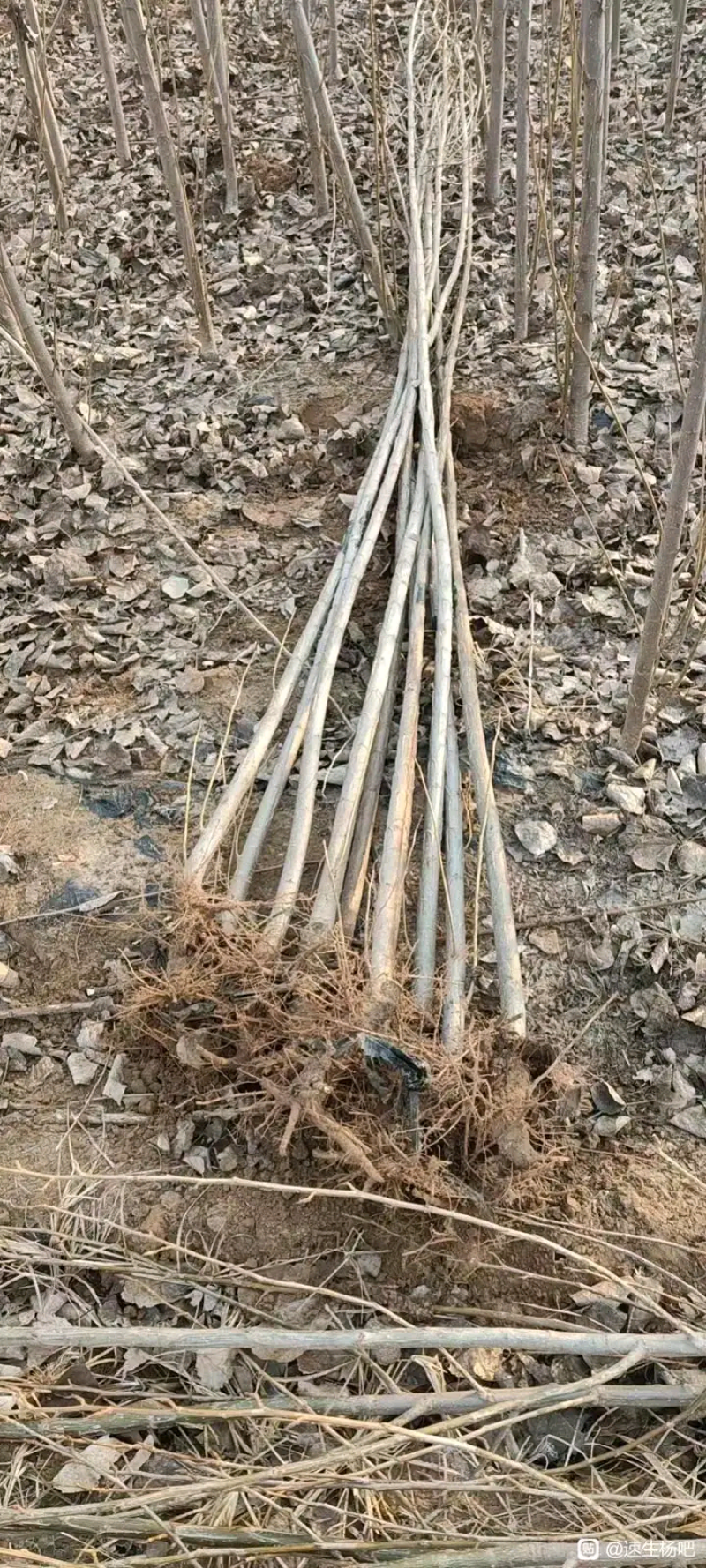 5公分刺槐，洋槐10公分清地出售，货源充足荒山造林储备林