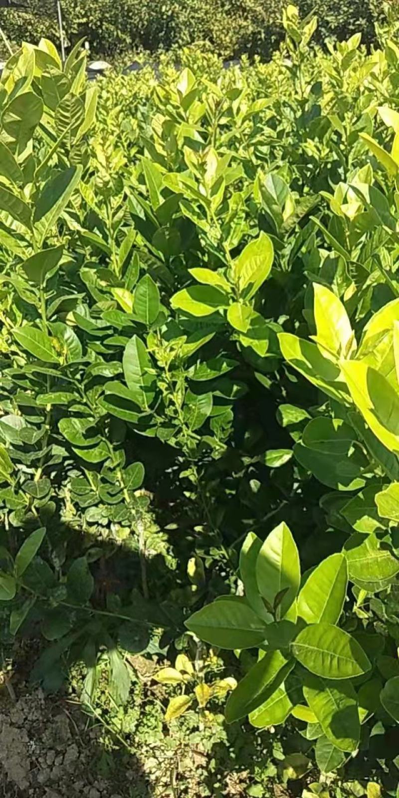 广东无核香水柠檬苗大量上市产地发货量大从优欢迎选购