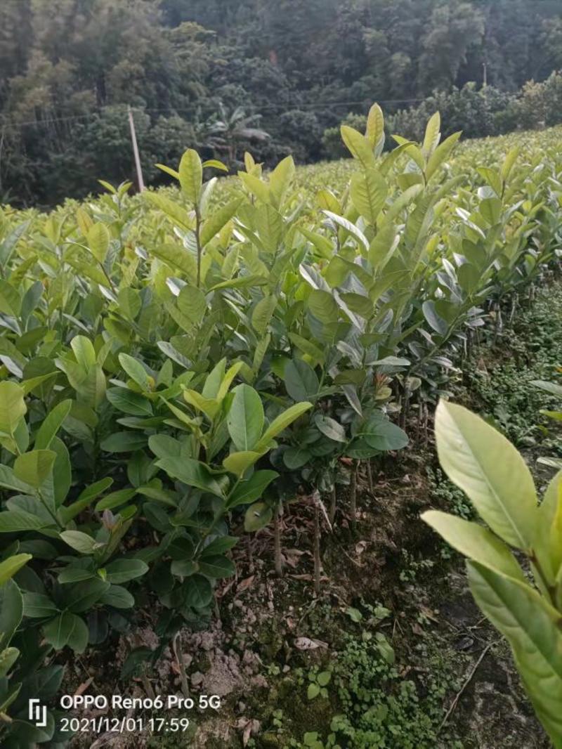 广东无核香水柠檬苗大量上市产地发货量大从优欢迎选购