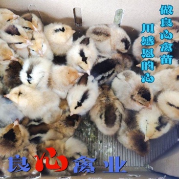 基地直销优质苏禽绿壳蛋鸡苗黄麻羽绿壳蛋鸡苗运输中包损耗