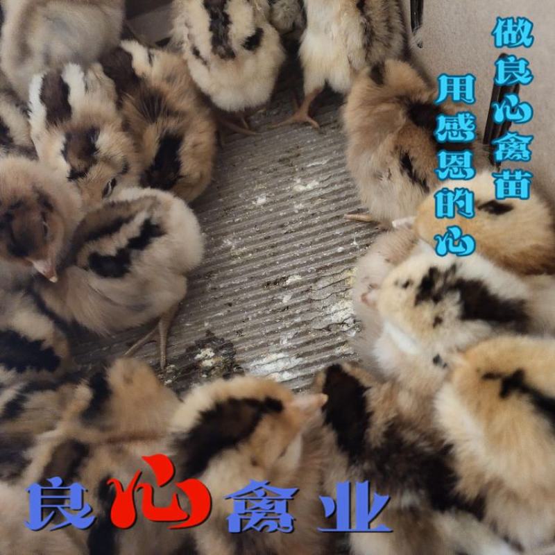 基地直销优质苏禽绿壳蛋鸡苗黄麻羽绿壳蛋鸡苗运输中包损耗