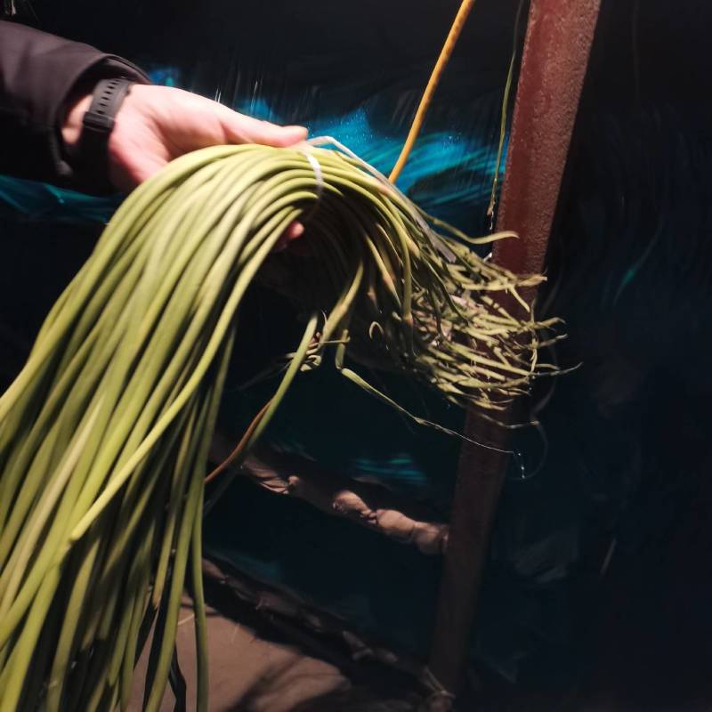 金乡蒜苔优质红帽蒜苔大量上市！代发全国欢迎采购货源充足质