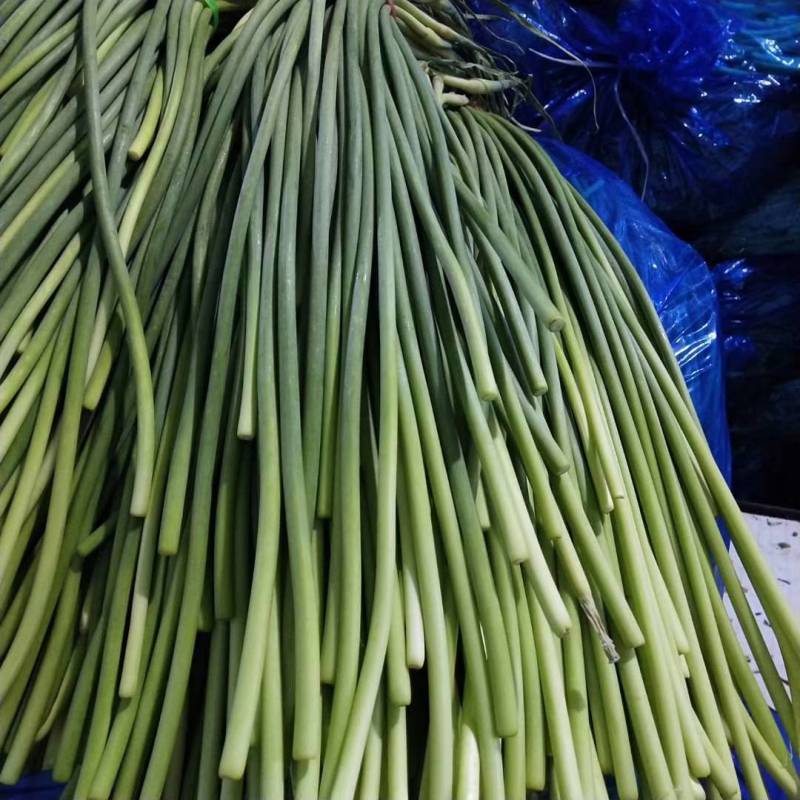 金乡蒜苔优质红帽蒜苔大量上市！代发全国欢迎采购货源充足质