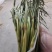 金乡蒜苔优质红帽蒜苔大量上市！代发全国欢迎采购货源充足质