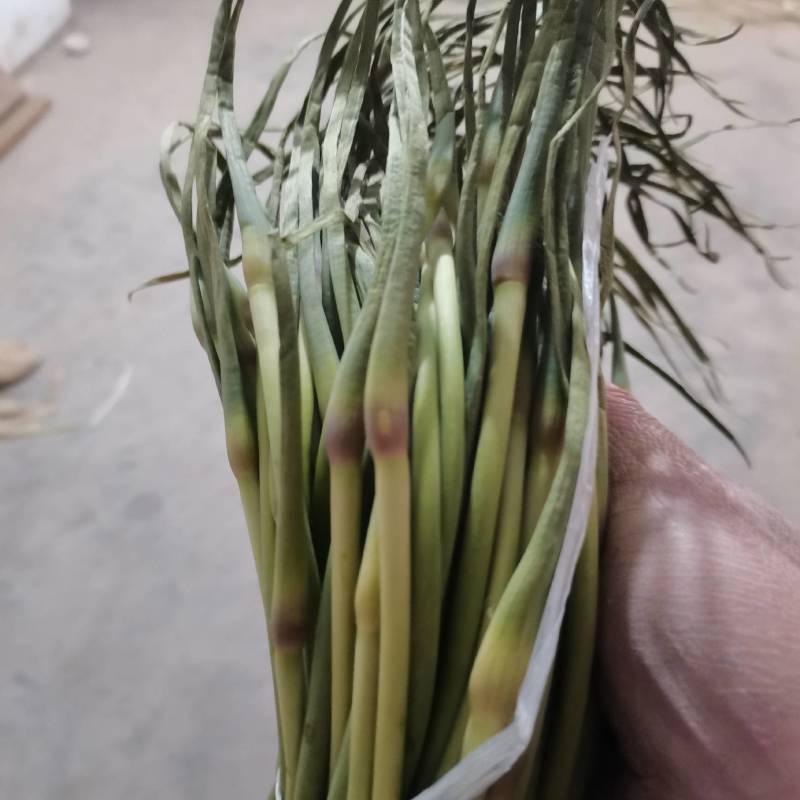 金乡蒜苔优质红帽蒜苔大量上市！代发全国欢迎采购货源充足质