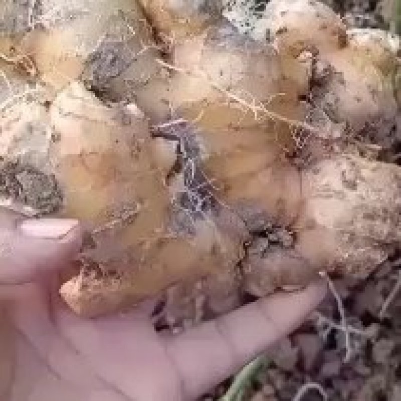 老姜，货源充足，产地直供，欢迎各电商，市场，前来购买