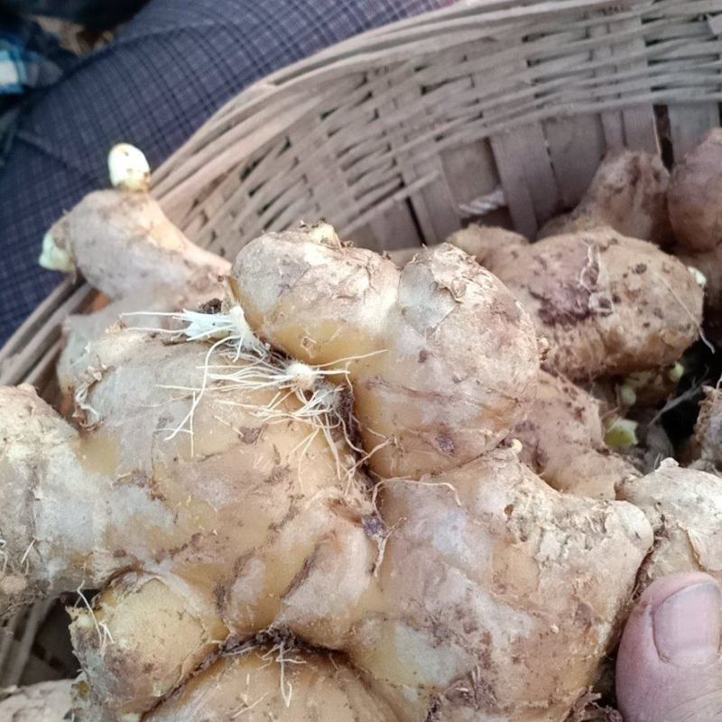 老姜，货源充足，产地直供，欢迎各电商，市场，前来购买