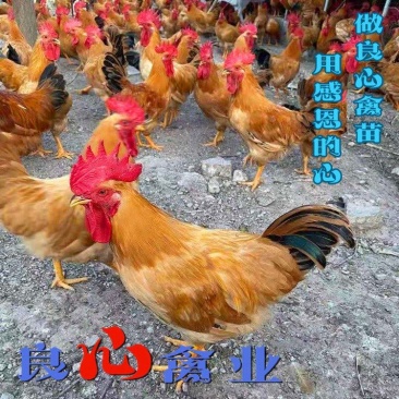 基地直销优质小种黄土鸡苗湘黄土鸡苗山地放养土鸡运输中包损