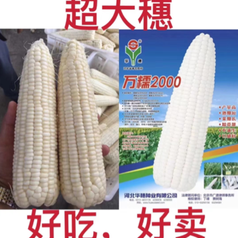 【正品】【新货】华穗万糯2000白糯玉米种子超大穗