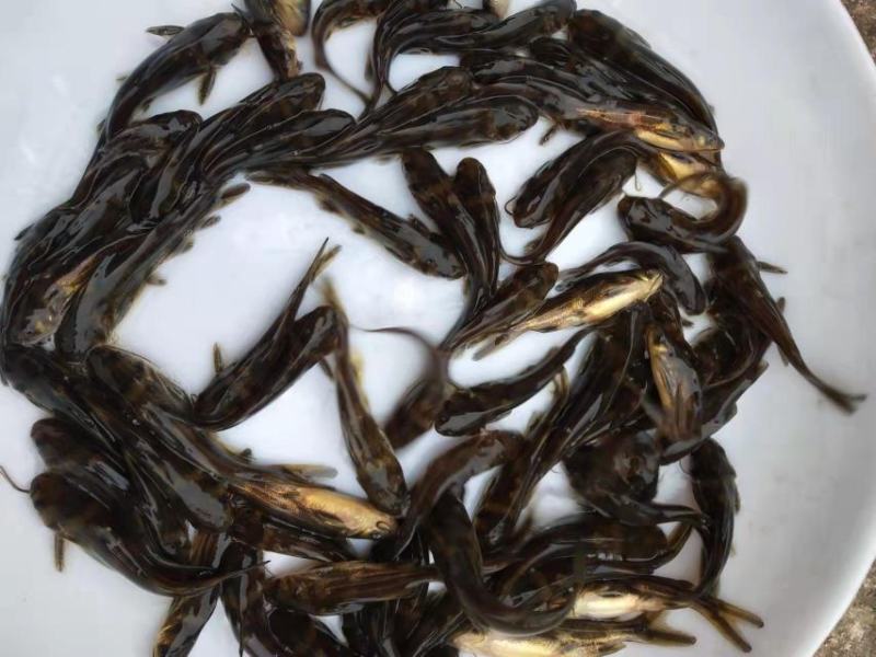 黄辣丁，肉质好，长势快，量大从优，欢迎订购。