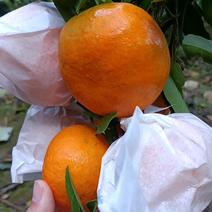 明日见柑橘苗明日见苗柑橘苗线上就送果树苗
