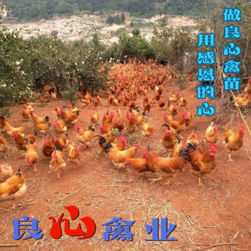基地直销优质小种黄土鸡苗湘黄土鸡苗山地放养土鸡运输中包损