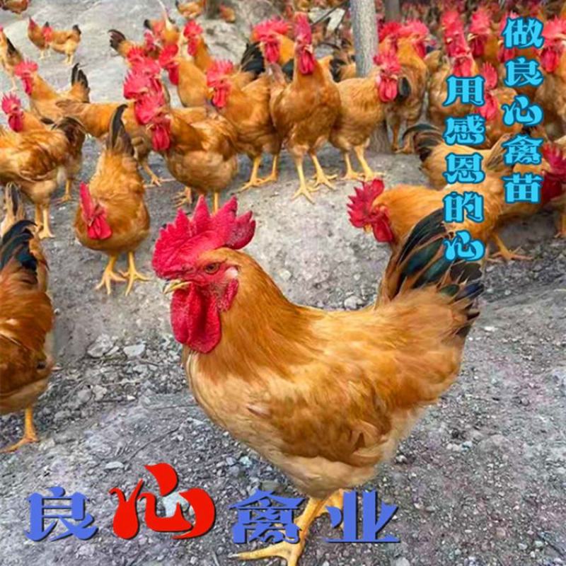 基地直销优质小种黄土鸡苗湘黄土鸡苗山地放养土鸡运输中包损