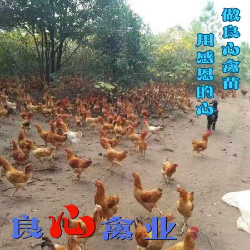 基地直销优质小种黄土鸡苗湘黄土鸡苗山地放养土鸡运输中包损