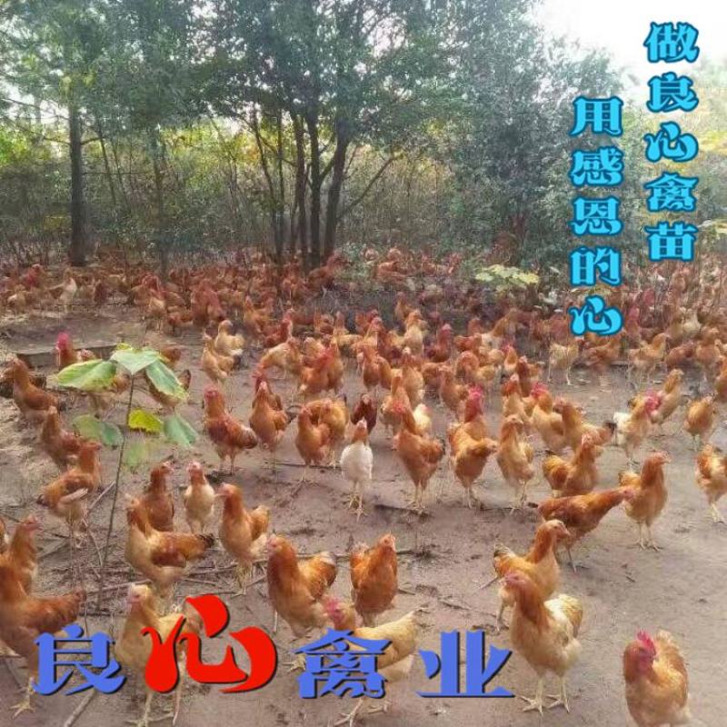 基地直销优质小种黄土鸡苗湘黄土鸡苗山地放养土鸡运输中包损