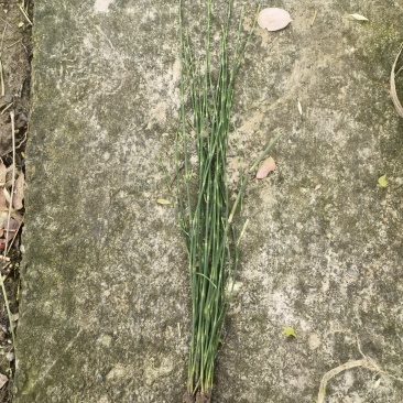 木贼木贼小苗木贼批发价格木贼自产自销