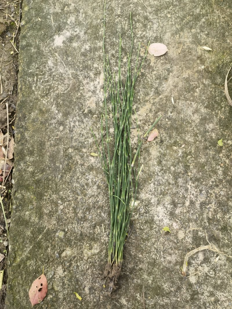木贼木贼小苗木贼批发价格木贼自产自销