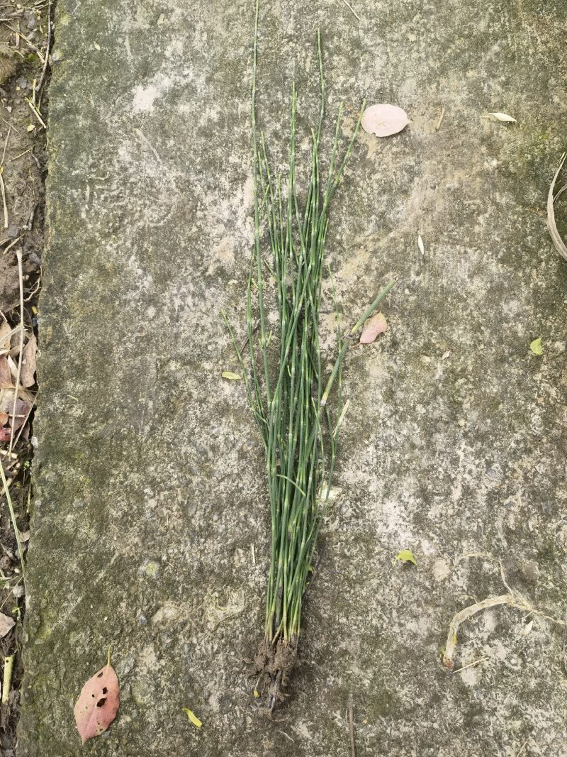 木贼木贼小苗木贼批发价格木贼自产自销
