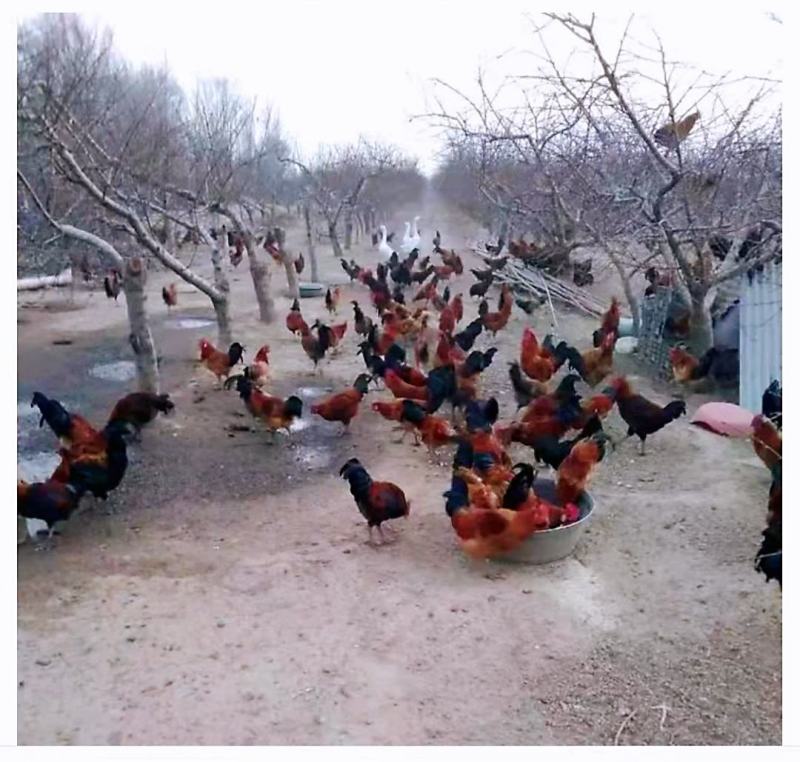 出售小脚红毛鸡公苗另有黄土鸡苗青脚土鸡苗运输包损耗