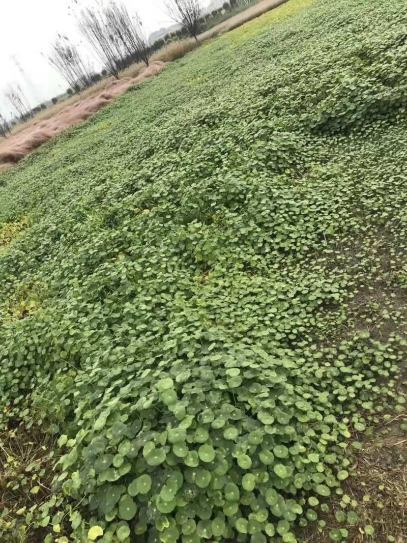 铜钱草铜钱草种植基地浙江铜钱草批发价格基地自产自销