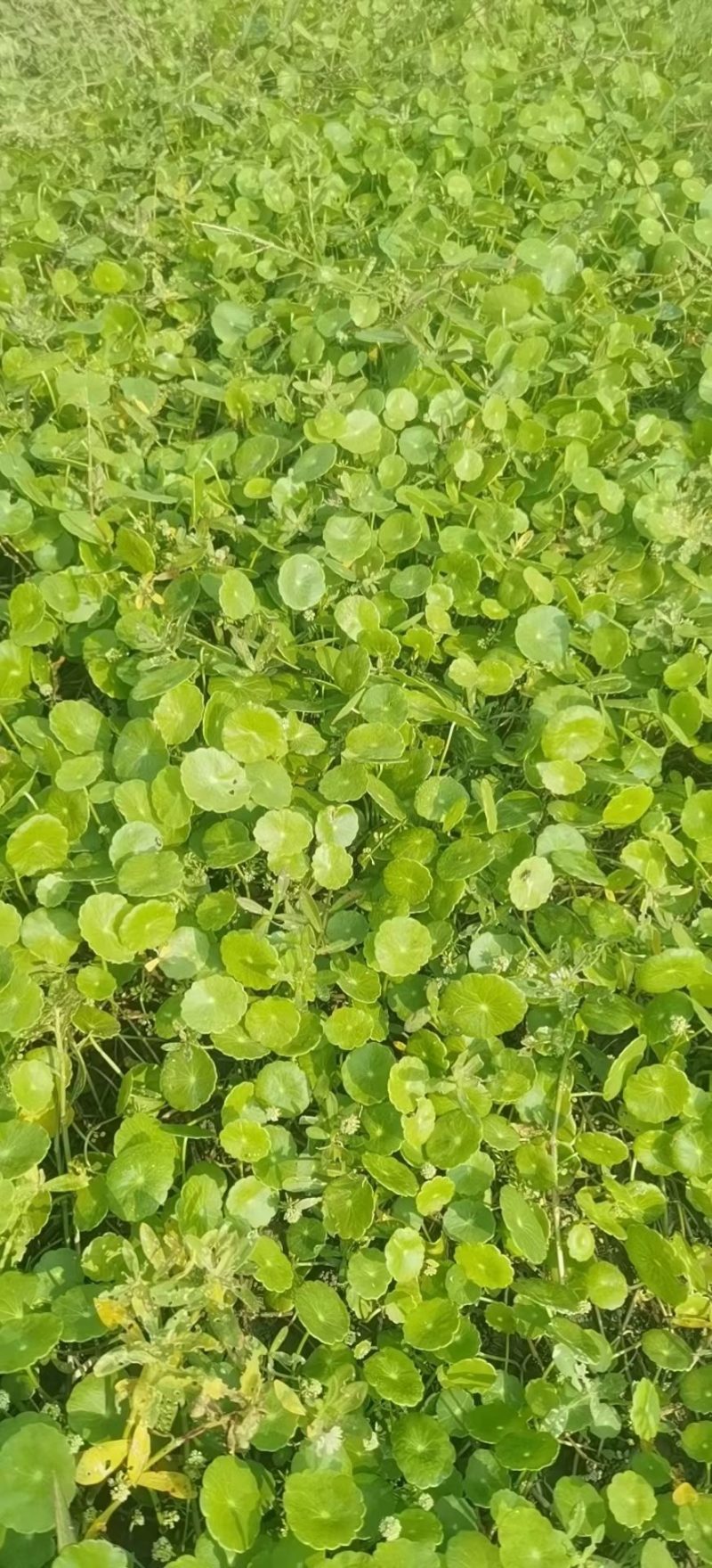 铜钱草铜钱草种植基地浙江铜钱草批发价格基地自产自销