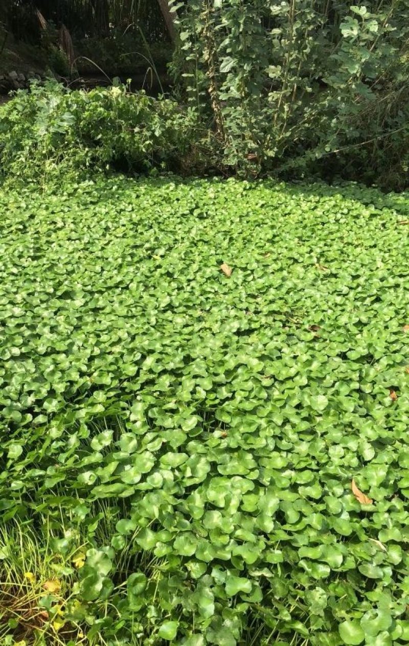 铜钱草铜钱草种植基地浙江铜钱草批发价格基地自产自销