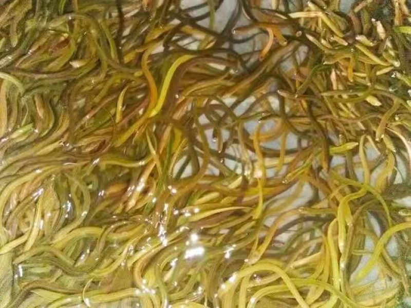 华丰黄鳝苗，长势快，肉质好，无病毒，欢迎各位光临