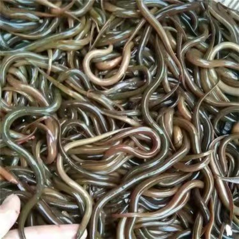 华丰黄鳝苗，长势快，肉质好，无病毒，欢迎各位光临