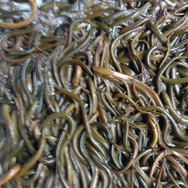 华丰黄鳝苗，长势快，肉质好，无病毒，欢迎各位光临