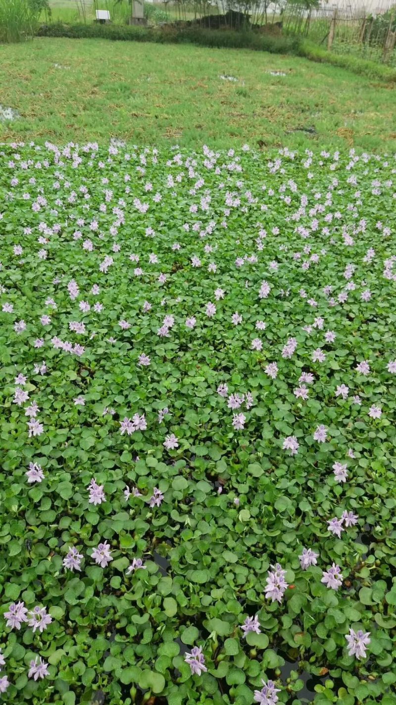 水葫芦凤眼莲水葫芦批发价格萧山佳颖园艺批发水葫芦